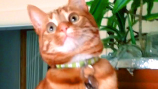 Hilariously Cute Cats | Funny Pet Videos