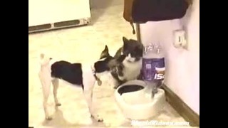 Собака выбивает еду у кота
