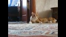 Кот ушел без палева