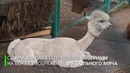 Не животное, а фанат: к чемпионату мира двух альпака постригли по-футбольному