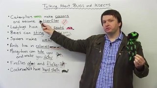 English Vocabulary- Talking about BUGS and INSECTS