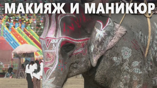 Конкурс красоты среди слонов устроили в Непале