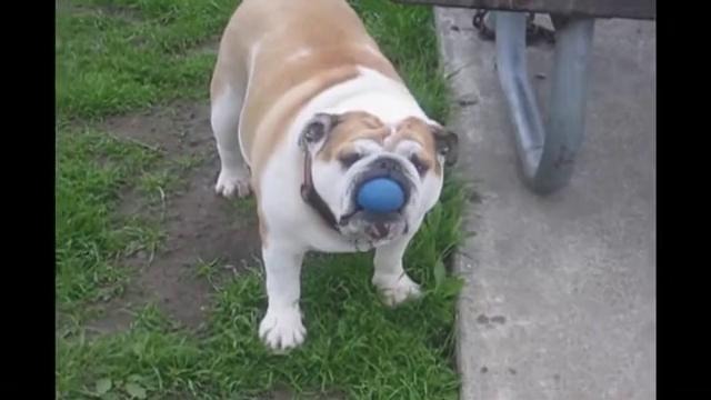 Бульдог сам офигел от своего трюка