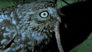 Hungry Owls Hunting | Five Owl Farm | BBC Earth