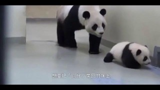 Мама-панда укладывает спать малыша-панду