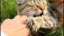 Можно ли заболеть бешенством из-за царапины кошки