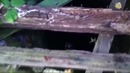 Новые загадочные существа, которые попали на видео
