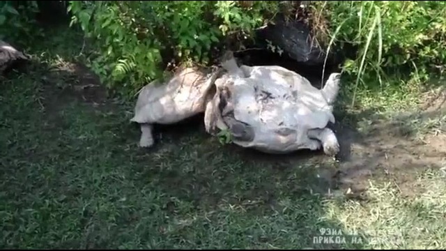 Взаимовыручка черепах