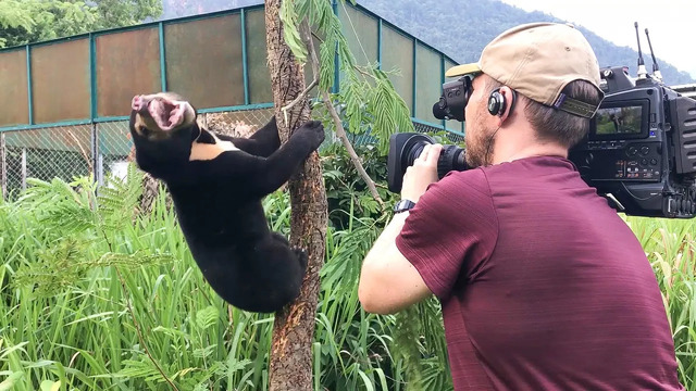 Filming Baby Sun Bears Is NOT Easy! | Bears About The House | BBC Earth