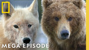 Investigating Animals Across the Continent | America the Beautiful MEGA Episode | Nat Geo