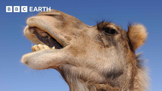 A Camel’s Love Sac | 4K UHD | Mammals | BBC Earth