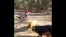 Qoch bollar