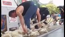 Стрижка овец на скорость