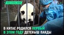 Очень маленький детеныш большой панды