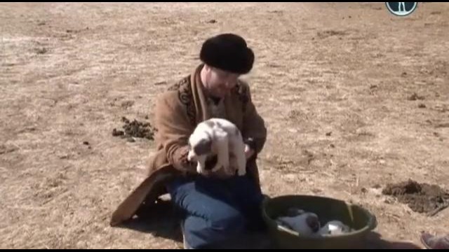 Планета собак. Казахский тобет (2012)
