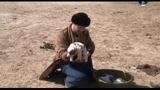 Планета собак. Казахский тобет (2012)