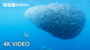 Open Ocean Oasis of Life | North Atlantic: The Dark Ocean | 4K UHD | BBC Earth