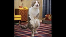 Funny cat & Смешные КОТИКИ 14 11 2019