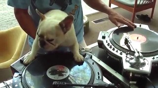 Собака – DJ