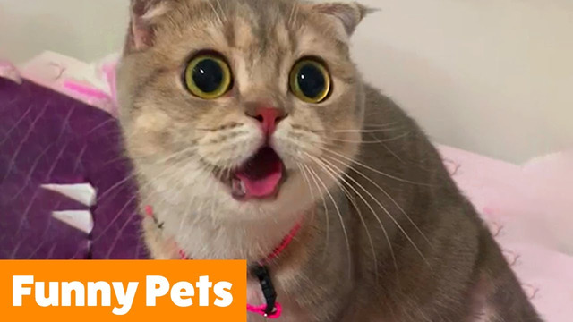 Silly Cute Pets Funny Pet Videos