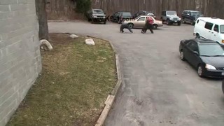 Тренировка бойцовской собаки