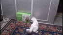 Кошка резвится с лазерным зайчиком