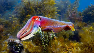 Cuttlefish Mimics Being Female To Mate | Blue Planet II | BBC Earth