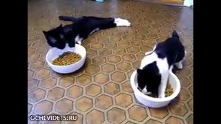 2 кота под валерьянкой