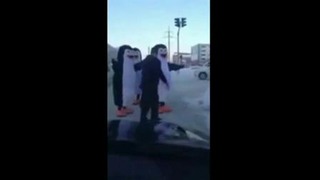 Пингвины на дороге