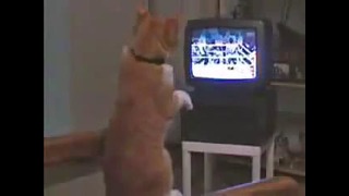 Кот смотрит бокс)