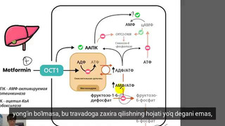 Metformin qanday ishlaydi