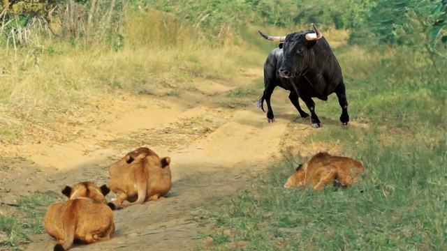 У Этих Львов Не Было Шансов