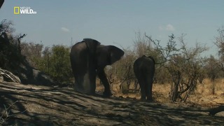 Nat Geo Wild: Удивительные слоны (1080р)