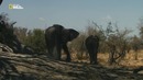 Nat Geo Wild: Удивительные слоны (1080р)