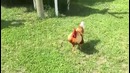 Funny Farm, Cowgirl and Redneck Fails Compilation By FailArmy