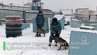 Собаки-клоны готовятся к службе в исправительной колонии в Якутии