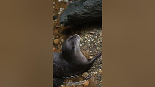 Did you know that river otters can hold their breath for up to eight minutes? #WorldOtterDay #Shorts