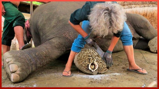 Man Skilfully Trims Elephant Landmine Injury and Foot Abscess | by @elephantcareunchained