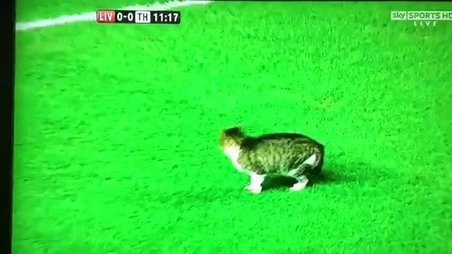 Кот сорвал футбольный матч