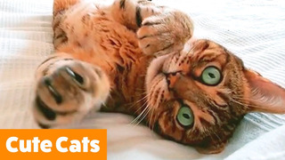 Adorable Silly Cats | Funny Pet Videos