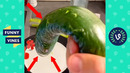 «LIMP CUCUMBER » | TRY NOT TO LAUGH – FUNNY VIDEOS OF THE WEEK