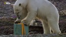 Nat Geo Wild: Медвежья школа
