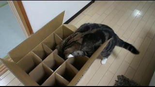Коробка, в которую не может попасть кот Мару