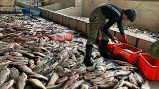 Самый большой Рыбный рынок Узбекистана! Чиназ