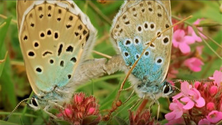 Beautiful Butterfly Moments | BBC Earth