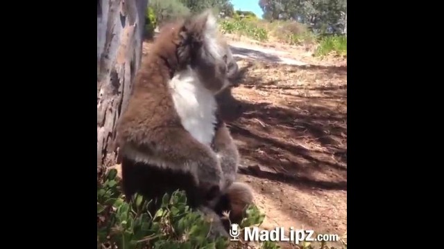 Прикол шахзооод )