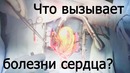Что вызывает болезни сердца