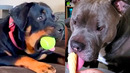 Who Wins: Rottweiler vs Pit Bull