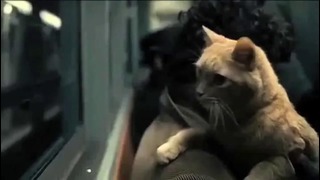 Суперподборка самых милых котов из кинофильмов