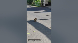 Львёнок гуляет в центре Ташкента